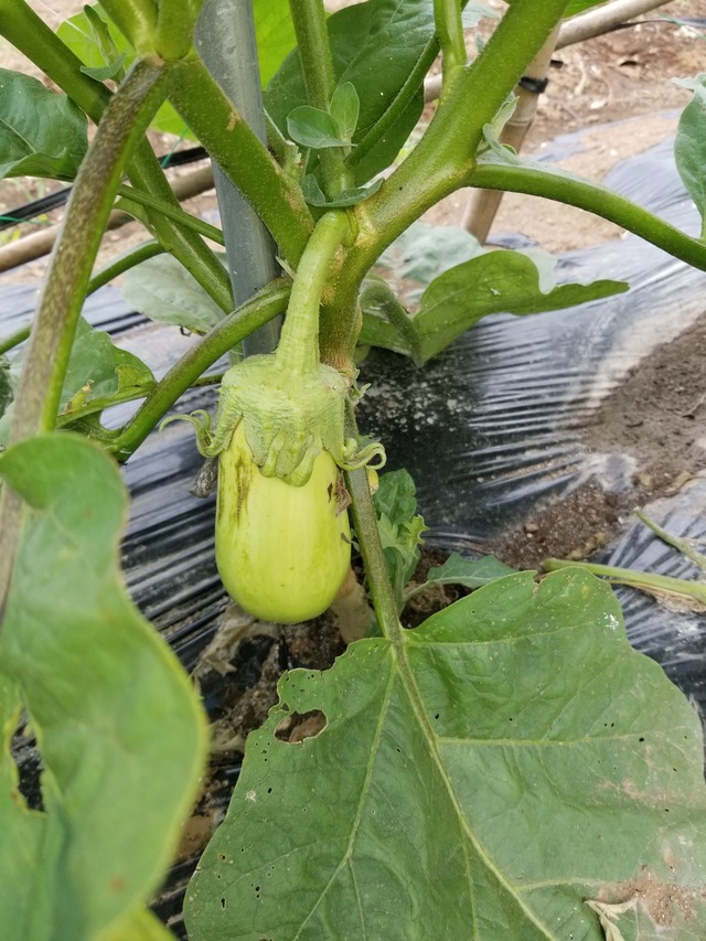 20210625_085012_copy_2268x3024