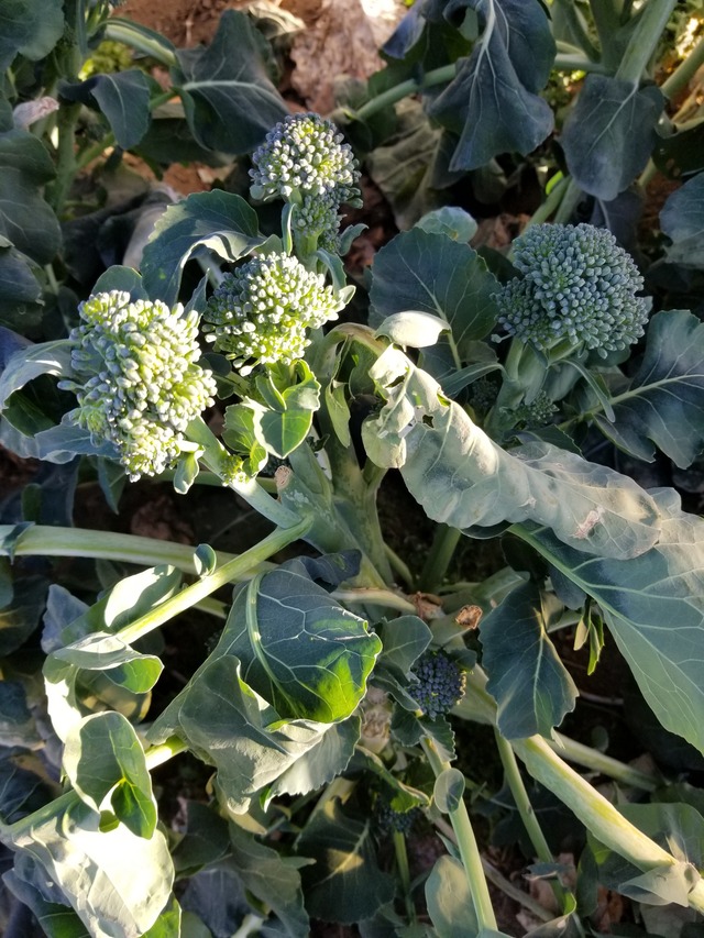 20210120_083039_copy_2268x3024