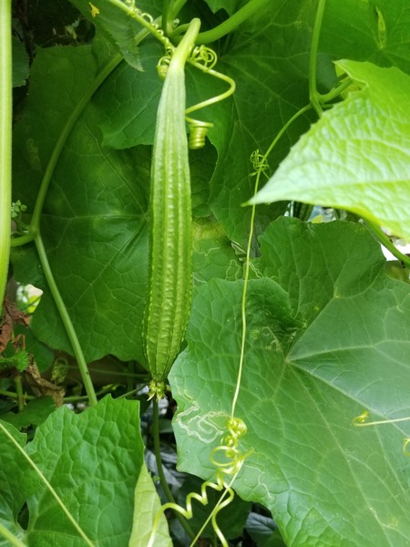 20190904_073339-1620x2160