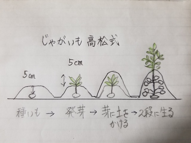 1010植え付け