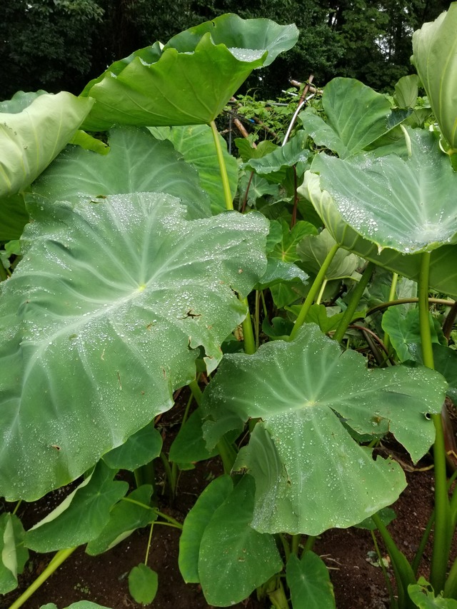 サトイモに花が咲いた のじさんの徒然草