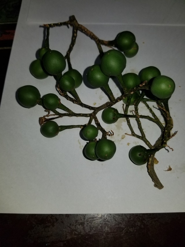 ナスの台木のトルバムビガーは スズメナスのこと のじさんの徒然草 ナスの台木のトルバムビガーは スズメナスのこと のじさんの徒然草