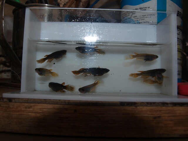 サタン 松井ヒレ長黄ヒレオロチめだか のじさんの徒然草