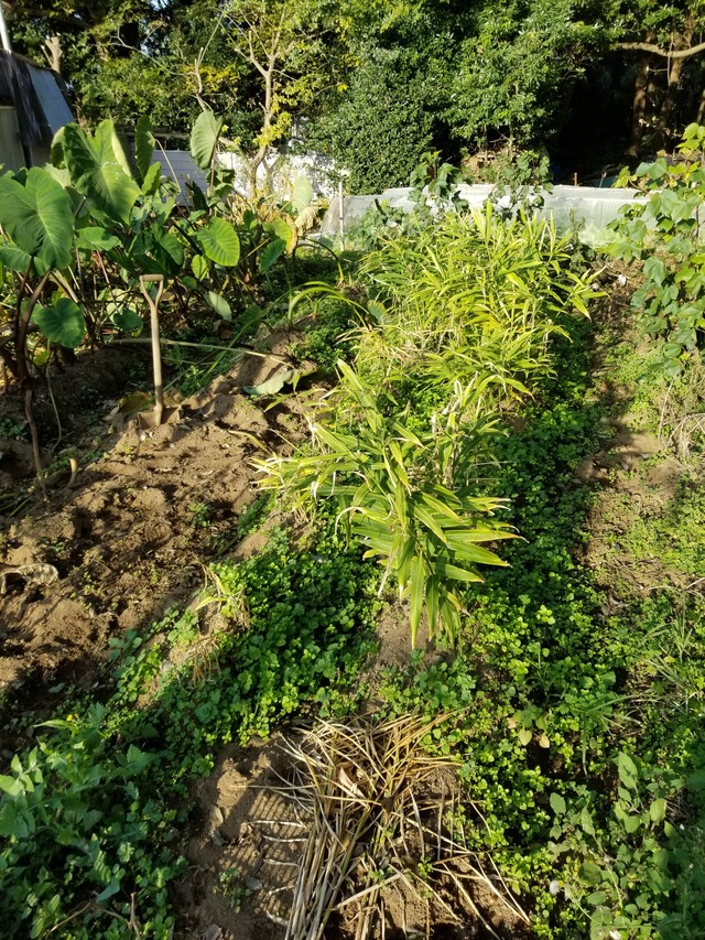 近江生姜と大身生姜の収穫 のじさんの徒然草 近江生姜と大身生姜の収穫 のじさんの徒然草