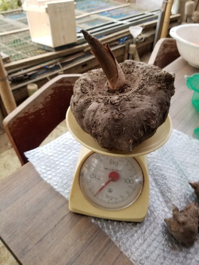 20201205_135811_copy_2268x3024