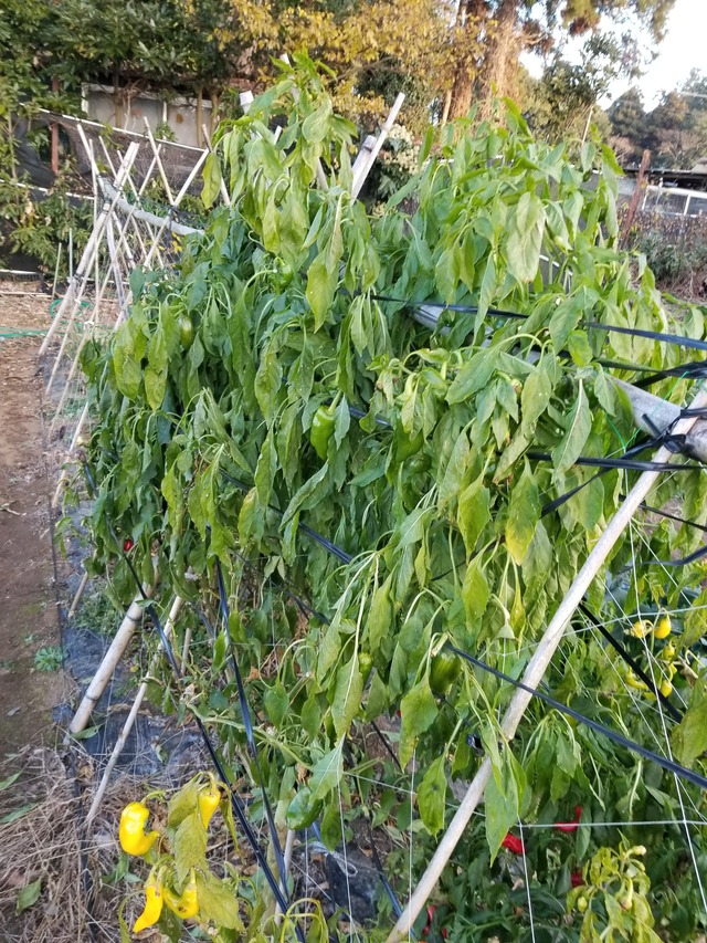 20201215_072814_copy_2268x3024