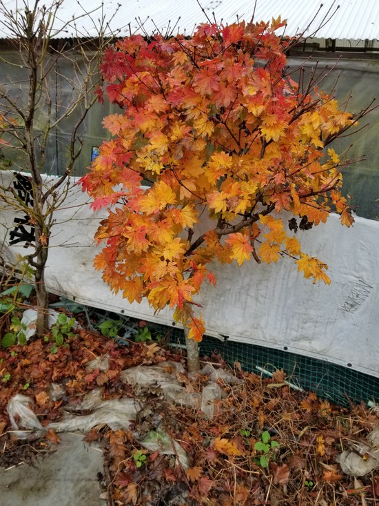 20191126_090020-1620x2160