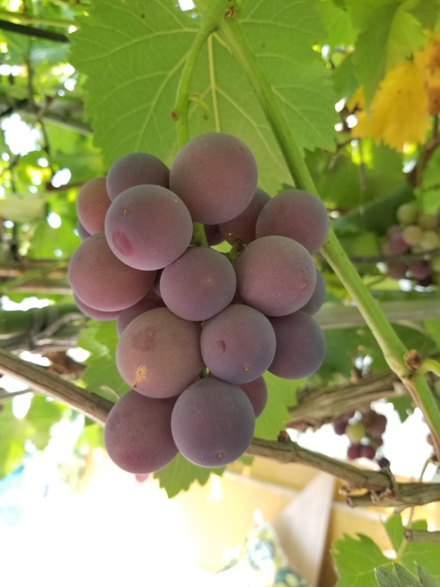 20230728_110429_copy_1512x2016