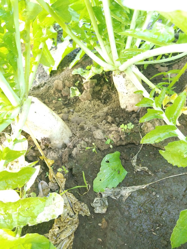 IMG_20231025_075251_copy_1512x2016