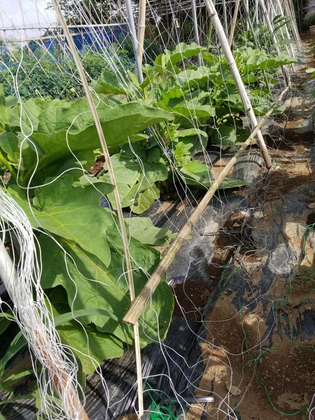 20210617_074641_copy_2268x3024