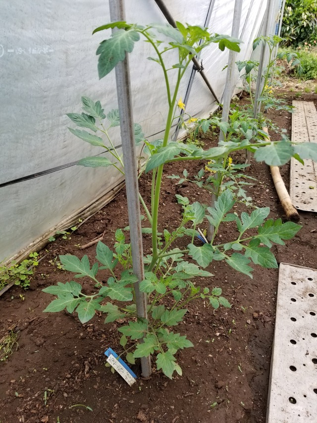 20200508_072106_copy_2268x3024