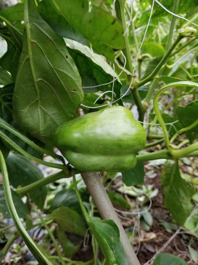 20210817_080925_copy_2268x3024