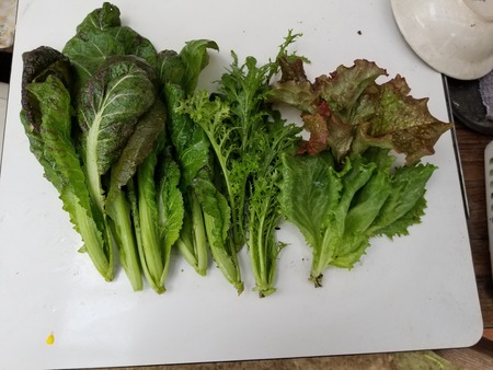 レタス サラダミックス野菜 と ちょい辛ミックス4 のじさんの徒然草 レタス サラダミックス野菜 と ちょい辛ミックス4 のじさんの徒然草