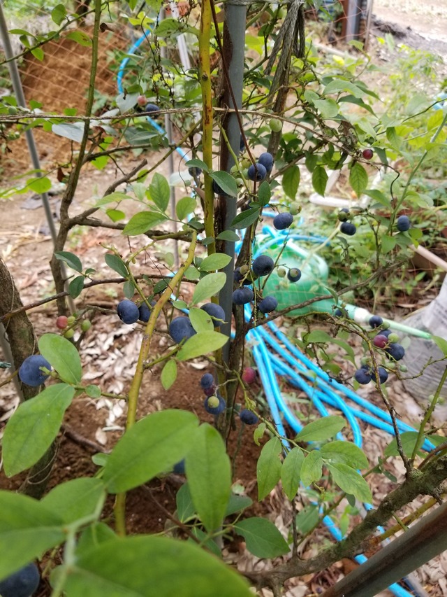 20230703_083211_copy_1512x2016