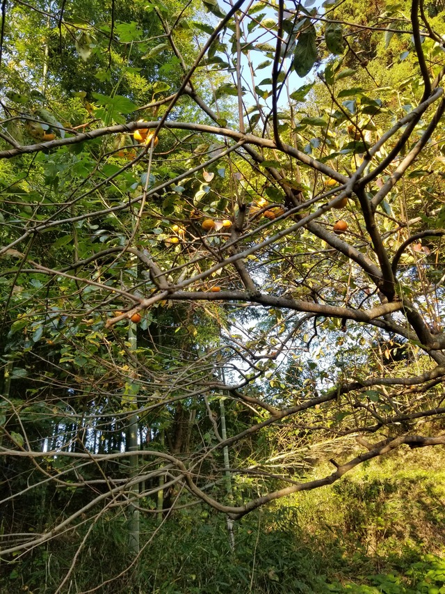 20201029_072520_copy_2268x3024
