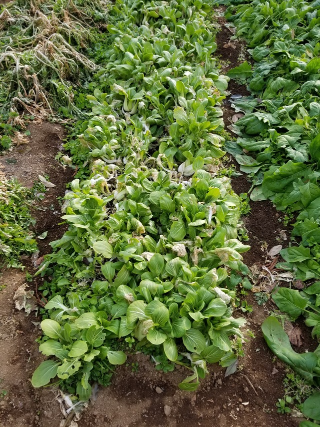 20210106_083132_copy_3024x4032