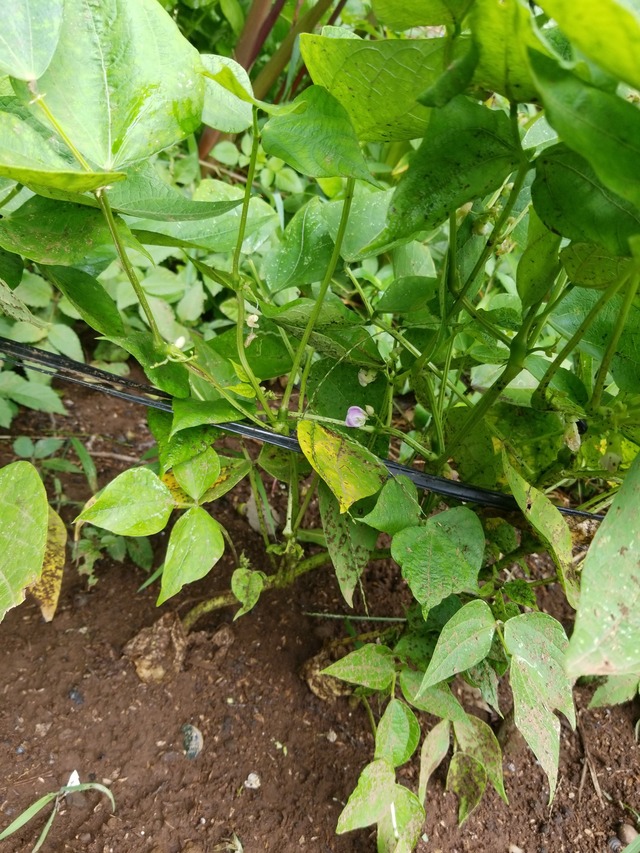 IMG_20230904_111642_copy_1512x2016