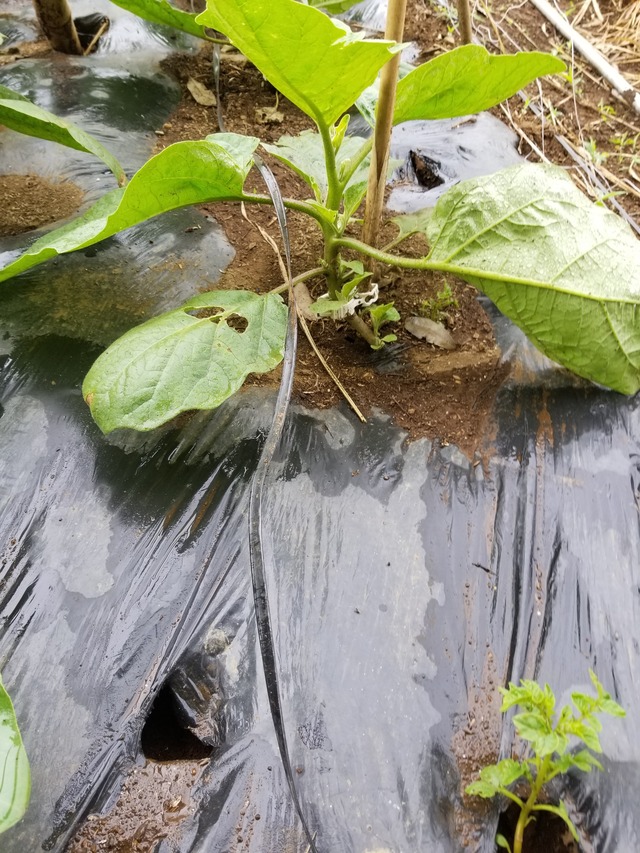 20200601_090307_copy_2268x3024