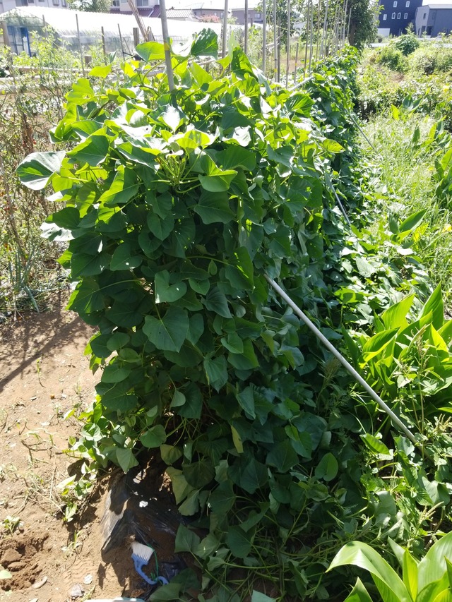 IMG_20230901_100025_copy_1512x2016