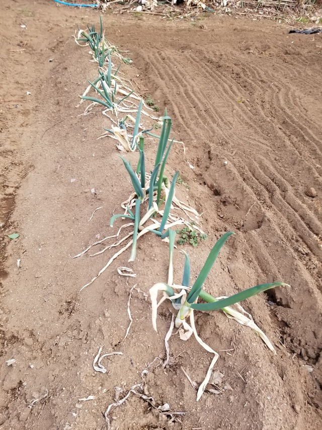 20210208_074200_copy_2268x3024