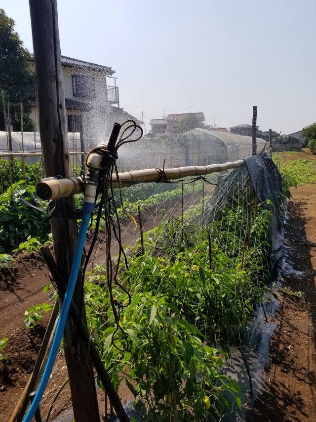 20230727_093518_copy_1512x2016