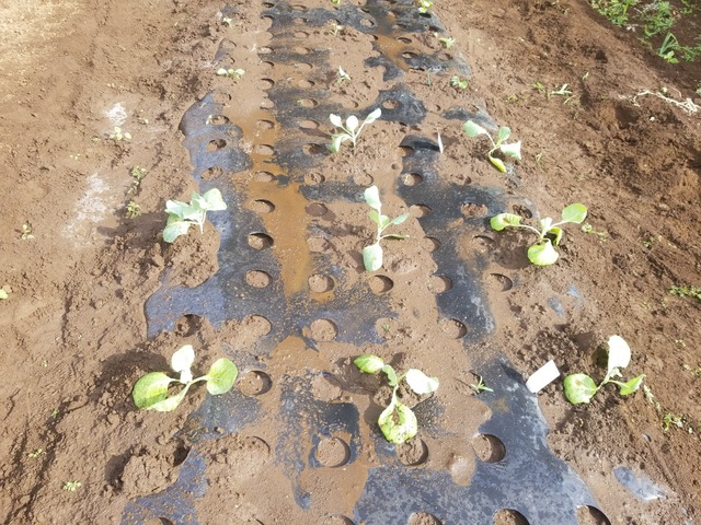 IMG_20230828_082436_copy_2016x1512