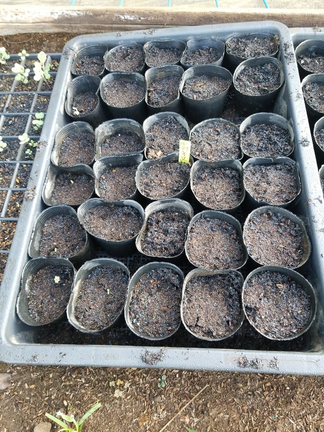 IMG_20231101_073813_DRO_copy_1512x2016