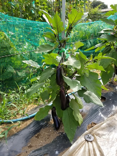 20190807_082919-1620x2160