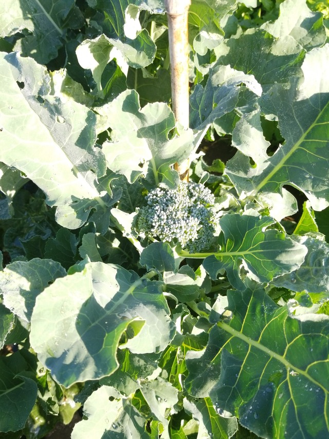 IMG_20231025_075330_copy_1512x2016