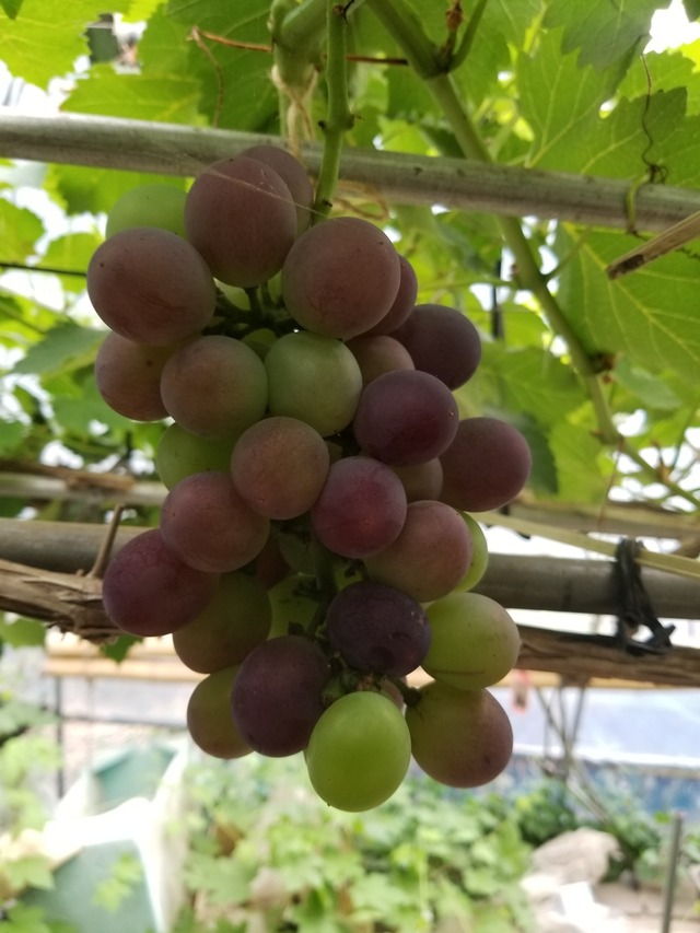 20230708_085912_copy_1512x2016