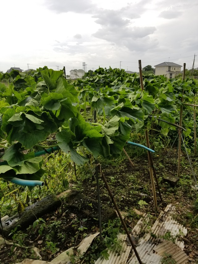 20200701_075137_copy_2268x3024