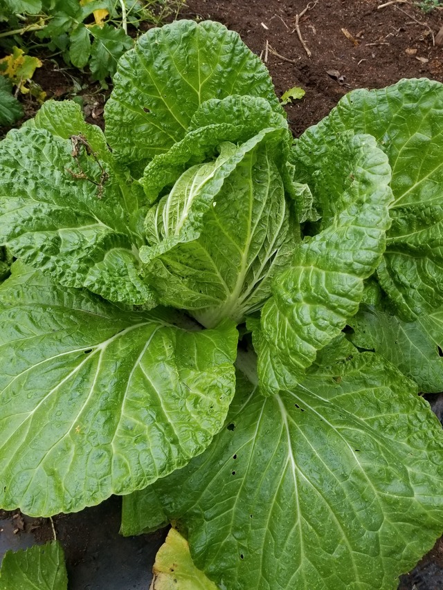 20201203_083606_copy_2268x3024