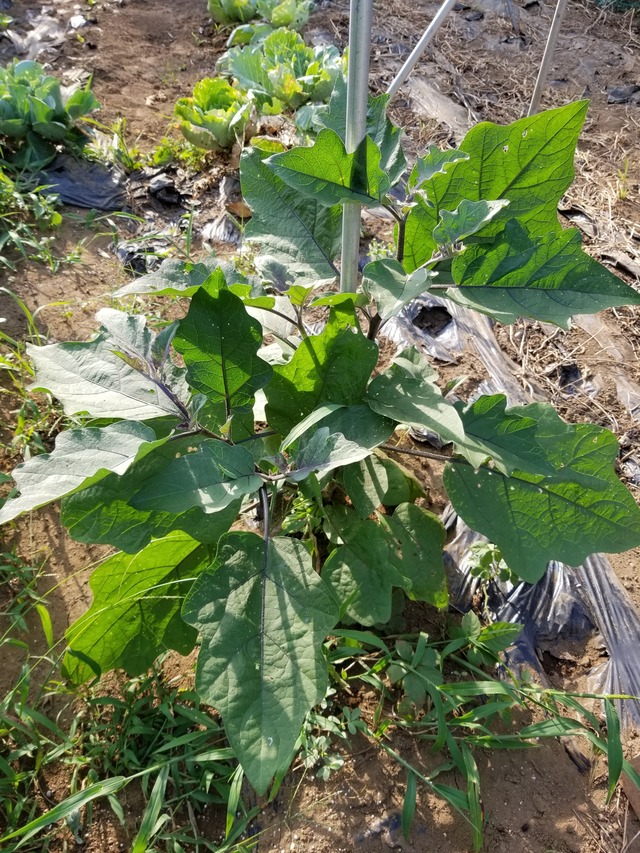 20200809_160640_copy_2268x3024