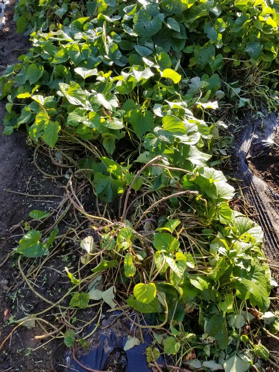 20191108_075636-1620x2160