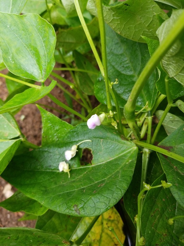 IMG_20230904_111637_copy_1512x2016