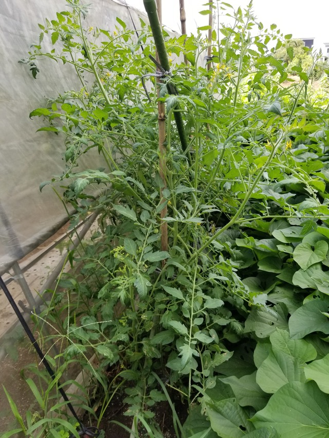 20210803_084114_copy_2268x3024