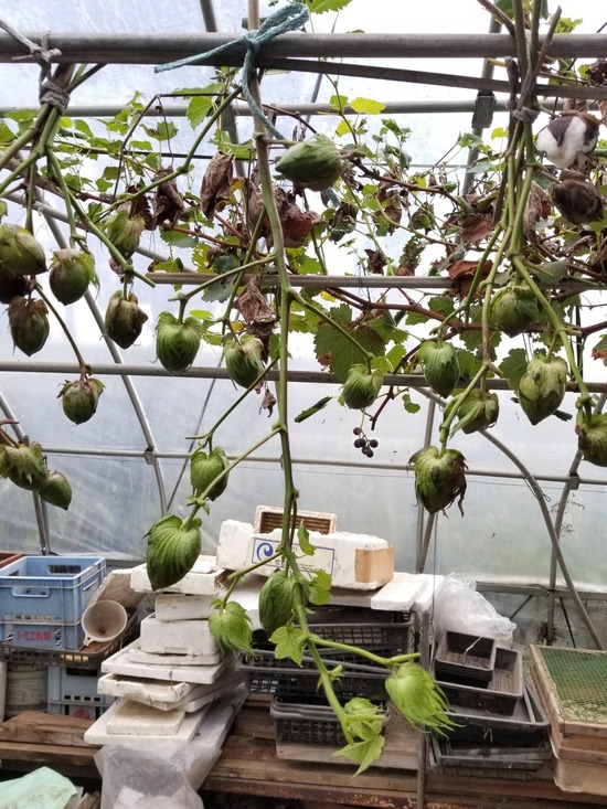 コットンフラワーの作り方 のじさんの徒然草