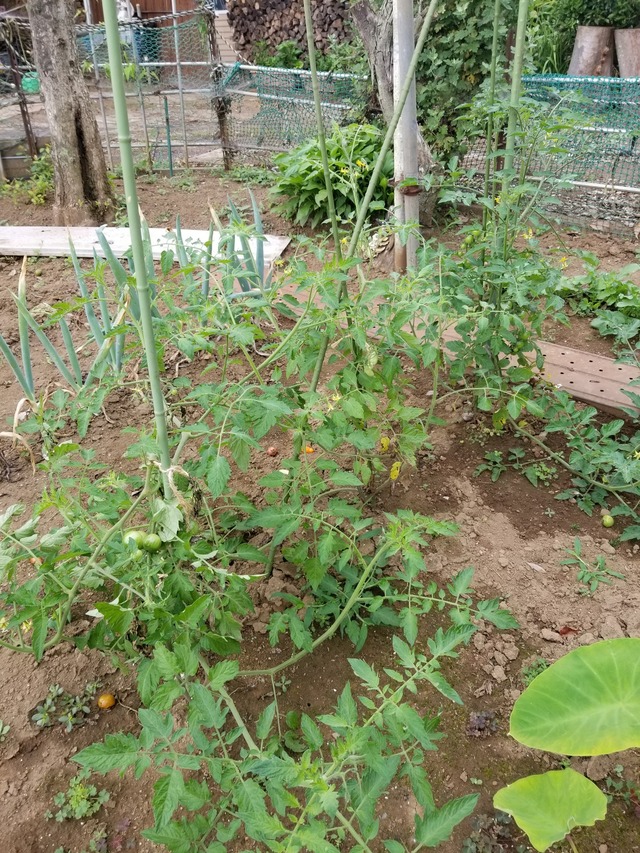 20230628_072006_copy_1512x2016