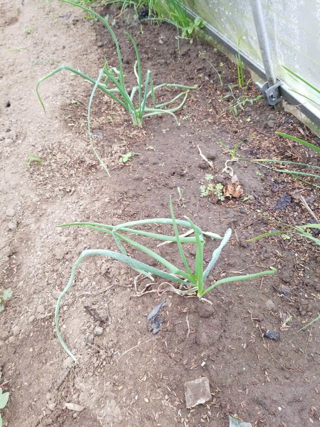 IMG_20231009_110931_copy_1512x2016