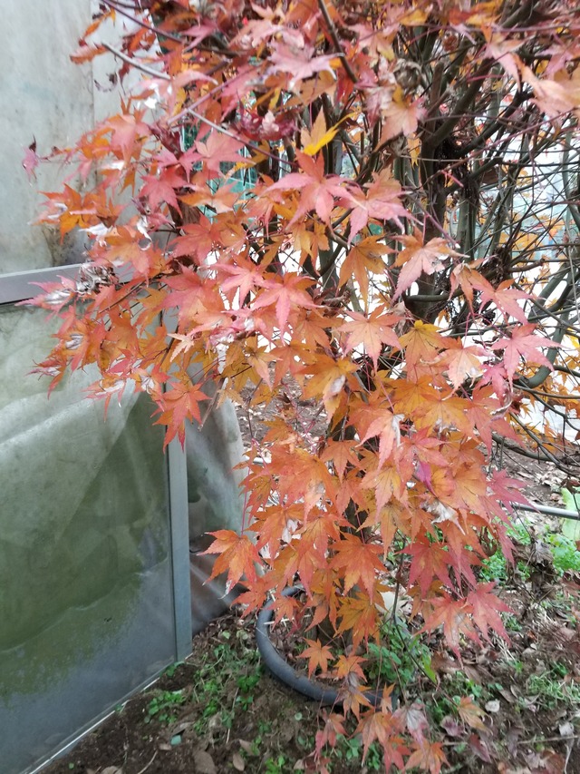 20201213_160029_copy_3024x4032