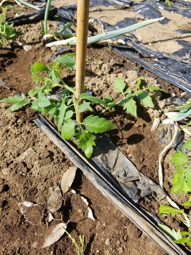 20230510_082221_copy_1512x2016