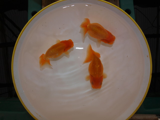 らんちゅう談義 オランダ獅子頭の支部を立ち上げた のじさんの徒然草