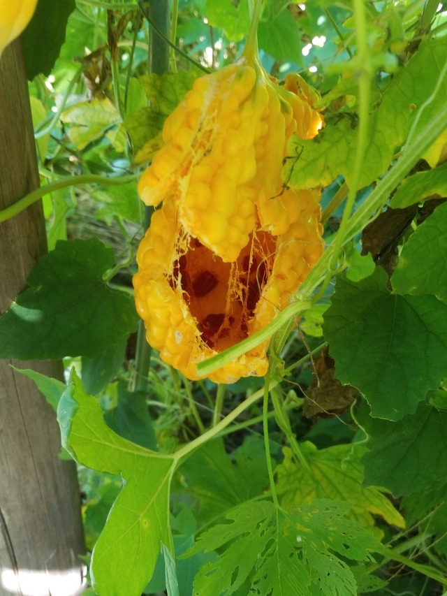 IMG_20230913_110435_copy_1512x2016