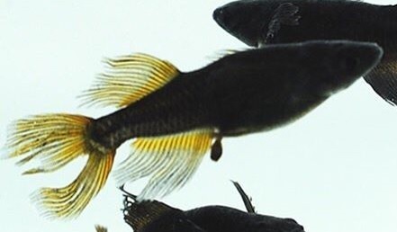 ホーム画面エクスブローラー141111111