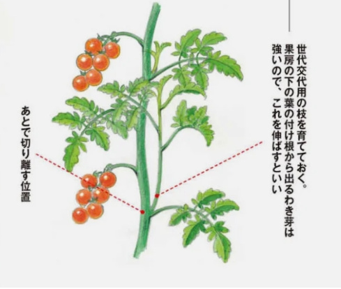 道法流トマト垂直4本仕立て栽培 大玉アロイトマト のじさんの徒然草