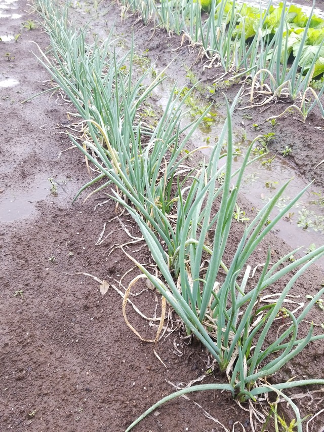 IMG_20231015_091208_copy_1512x2016_1