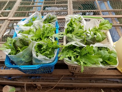 レタス サラダミックス野菜 と ちょい辛ミックス4 のじさんの徒然草 レタス サラダミックス野菜 と ちょい辛ミックス4 のじさんの徒然草