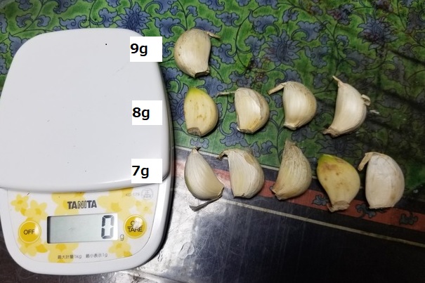 種用のニンニクの1片の重さと収穫玉の重さの関係 のじさんの徒然草 種用のニンニクの1片の重さと収穫玉の重さの関係 のじさんの徒然草