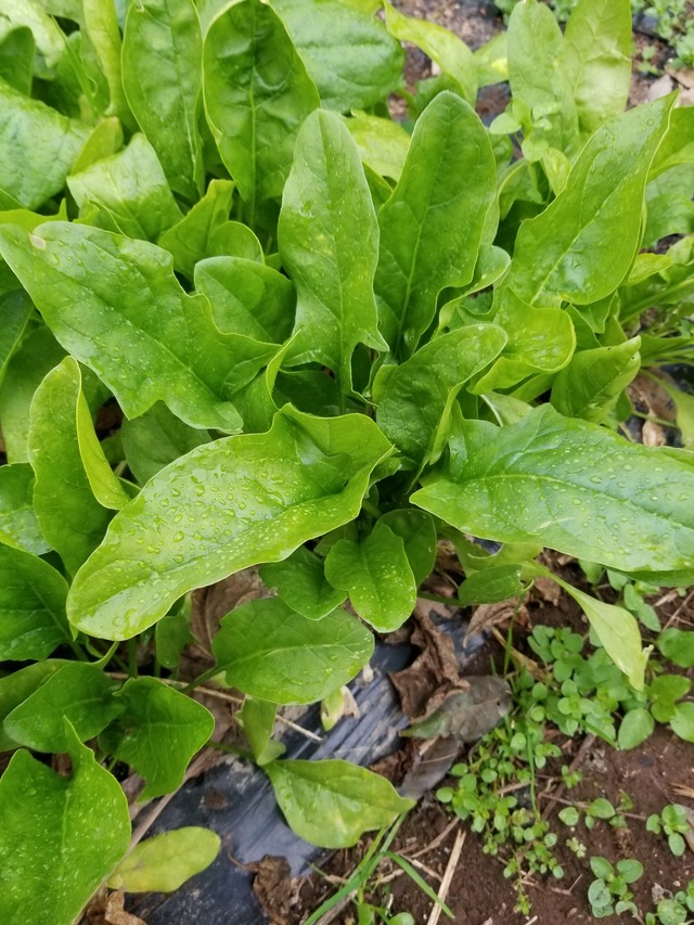 20201210_075730_copy_2268x3024