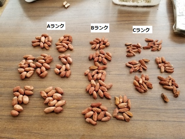 落花生を割って種の良し悪しを分けてみた のじさんの徒然草